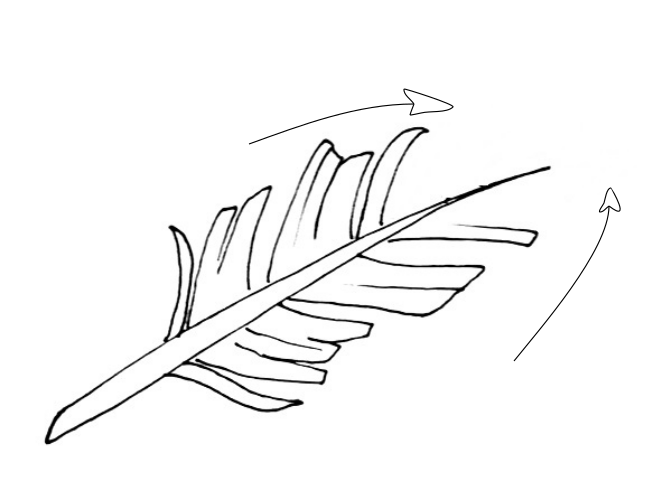 how to draw a feather step 3