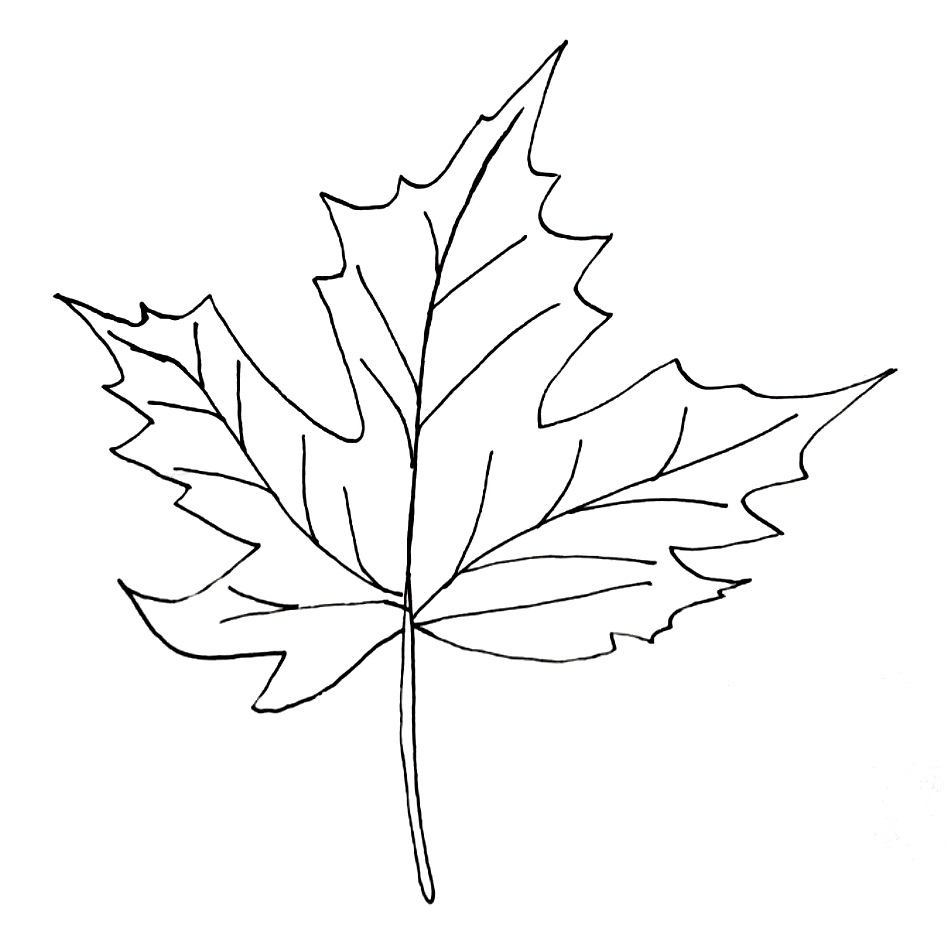 how to draw a maple leaf