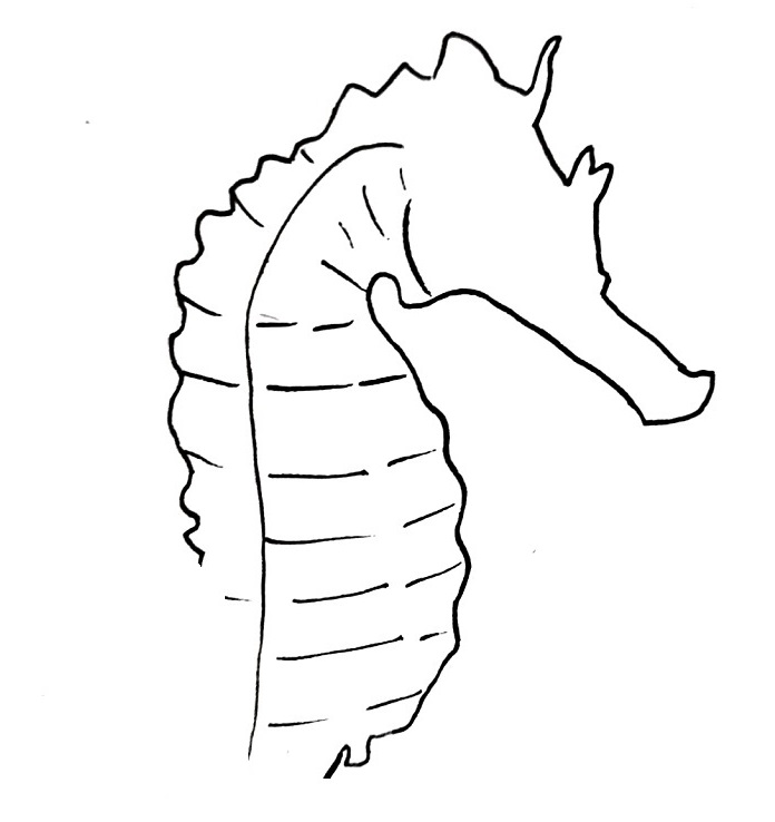 how to draw a seahorse step 6