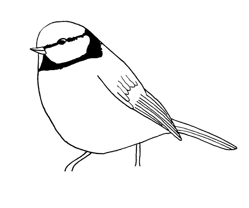 how to draw a bird step 11
