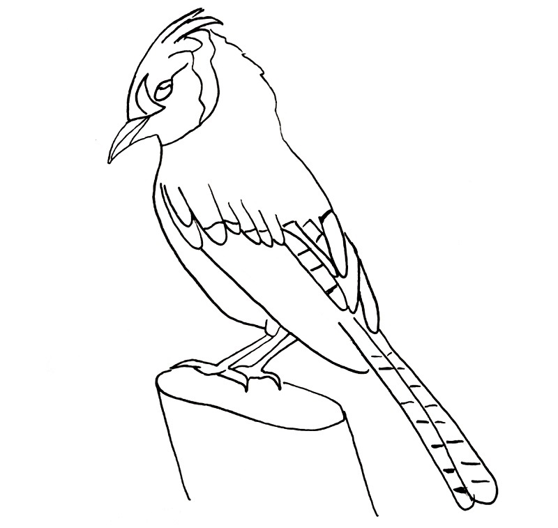 how to draw a blue jay bird step 13