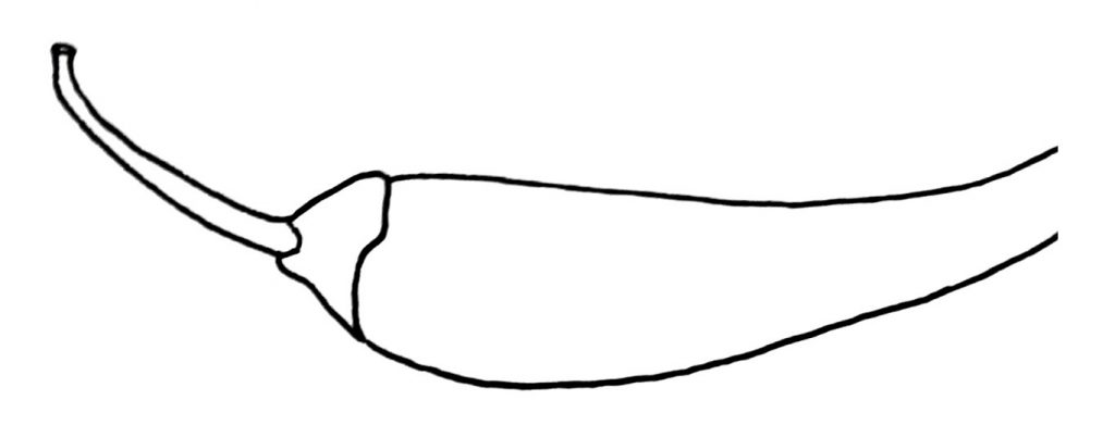 how to draw a hot pepper step 5