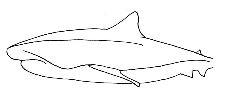 How to draw a shark step 5