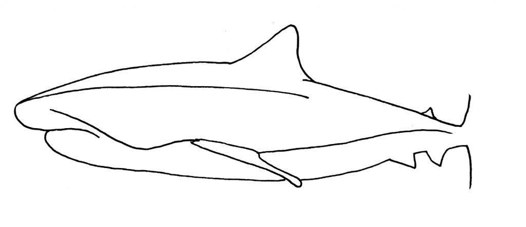 How to draw a shark step 6