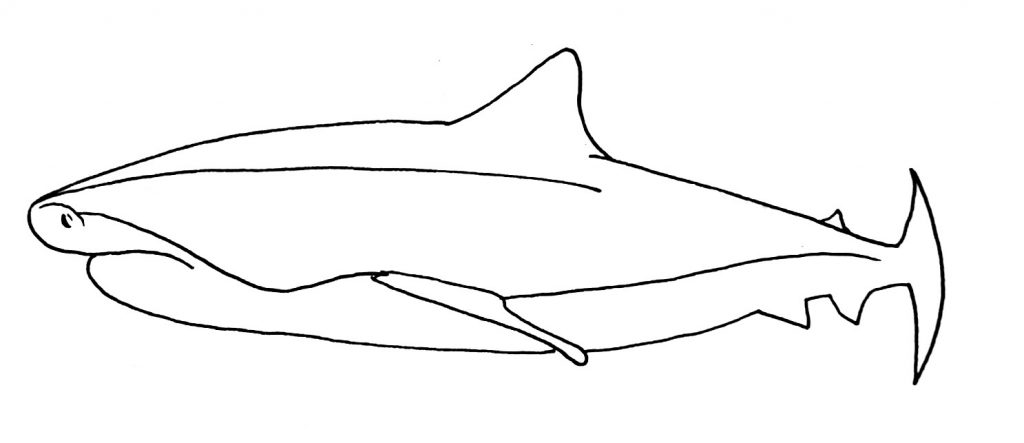 How to draw a shark step 8