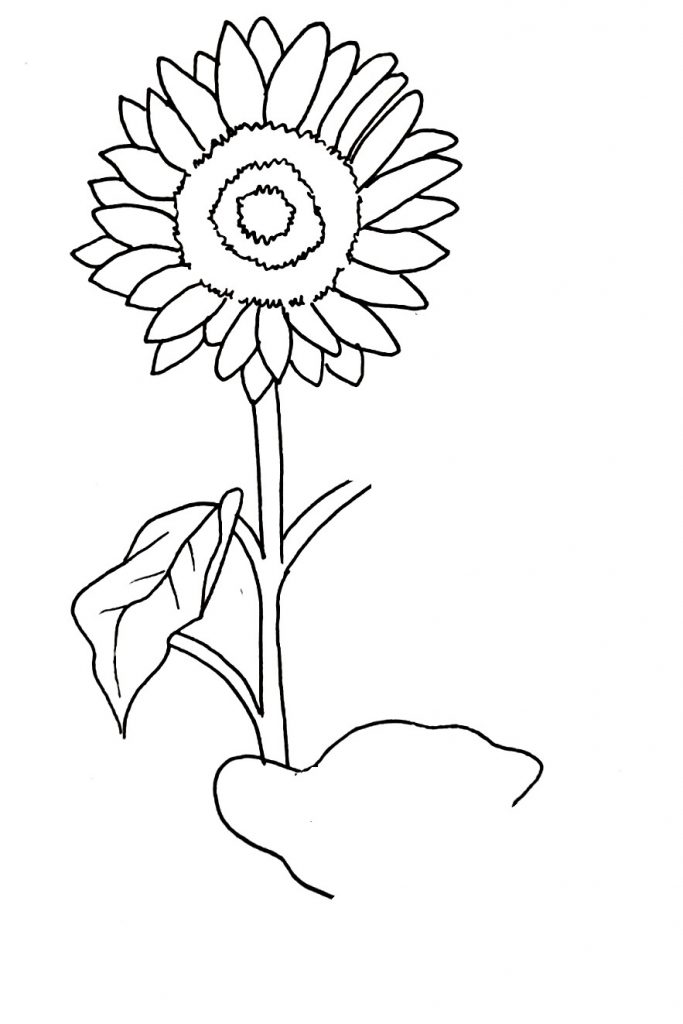 How To Draw A Sunflower Step 9