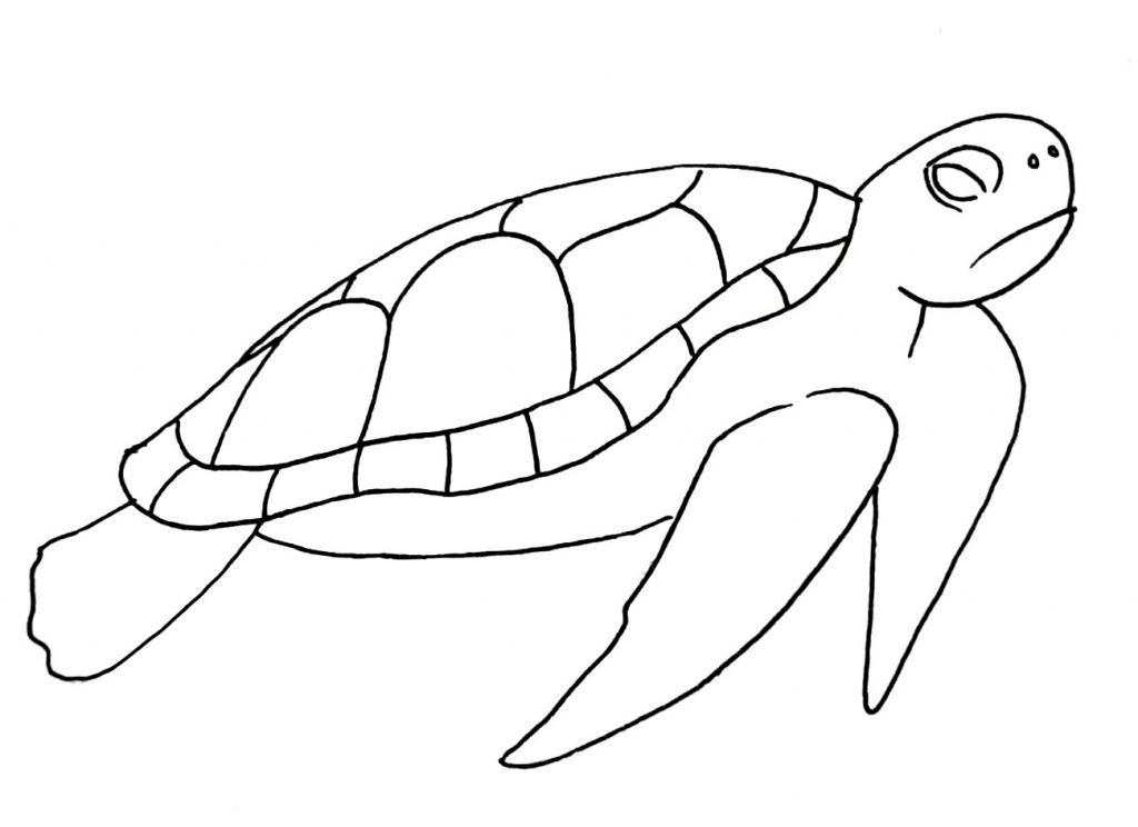how to draw a turtle step 10
