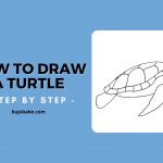 how to draw a turtle step by step
