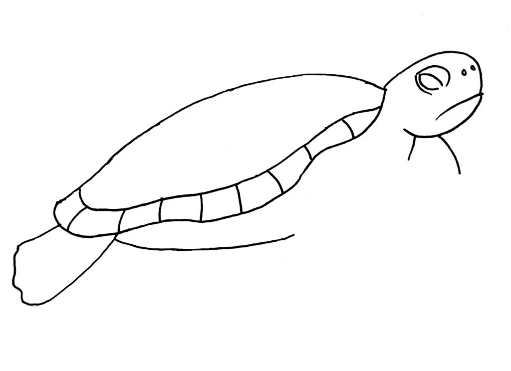 how to draw a turtle step 6