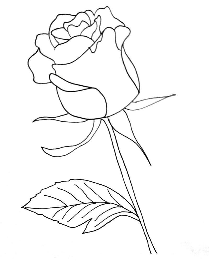 How To Draw A Rose Step 9