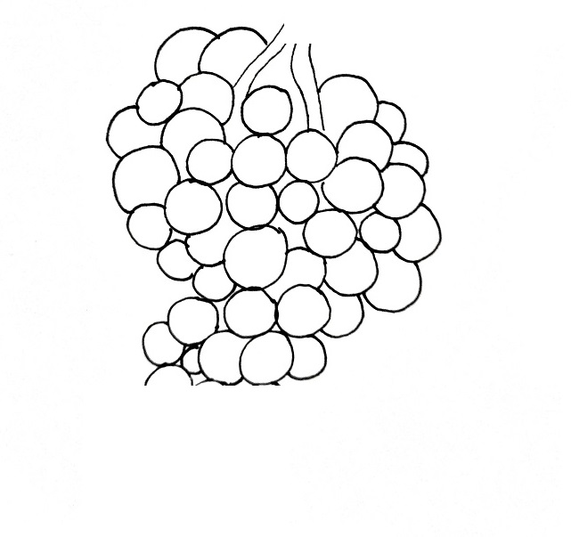 How To Draw Grapes Step 5