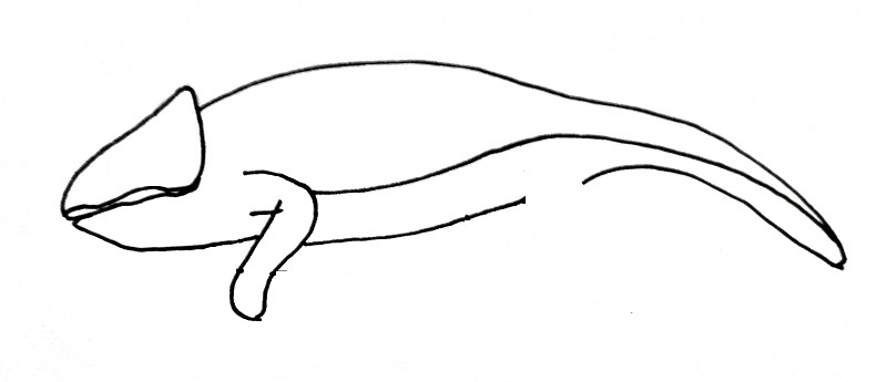 how to draw a lizzard step 4