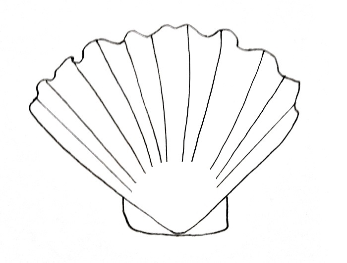 How To Draw A Seashell Step 4