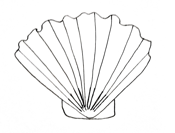 How To Draw A Seashell Step 5
